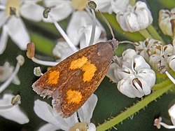 Tortricidae - Pammene aurana.JPG