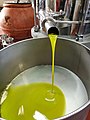 Toscana (Italy) Olio in uscita dal frantoio (2)