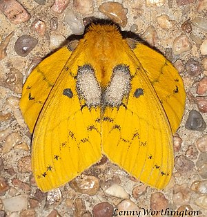 Trabala vishnou (Walker, 1855) Rose Myrtle Lappet Moth female Lasiocampidae (16076304697).jpg