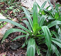 Tradescantia spathacea-Yucatan.jpg