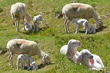 A ewe with two newborn lambs Traditional Otztaler sheep with 2 newborn lambs - panoramio.jpg