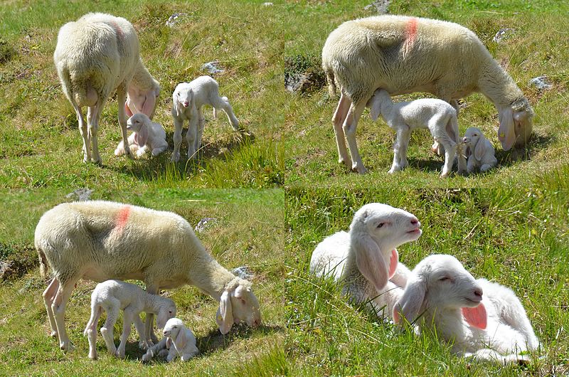 File:Traditional Otztaler sheep with 2 newborn lambs - panoramio.jpg