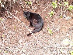 Trail from La Fajana, La Palma, to Barlovento, black cat.jpg