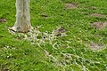 Web at the foot of the tree