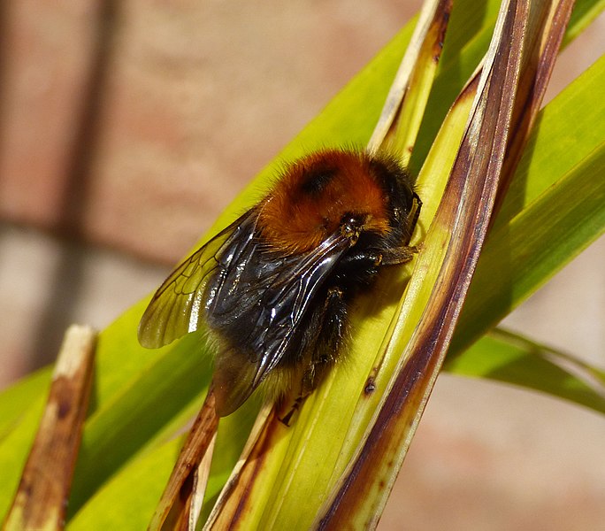 File:Tree Bee, Bombus hypnorum (32848792173).jpg