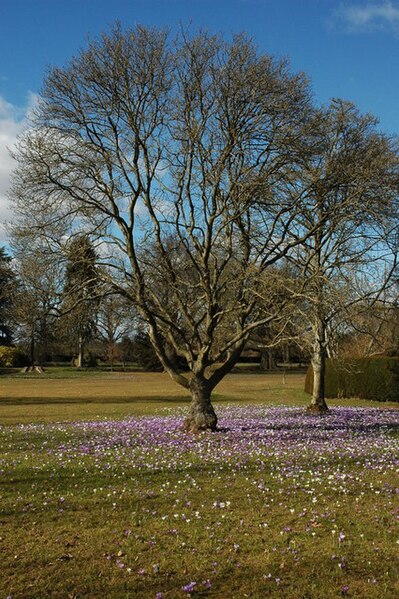 File:Trees and crocuses - geograph.org.uk - 1765207.jpg