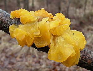 Goldgelber Zitterling (Tremella mesenterica)