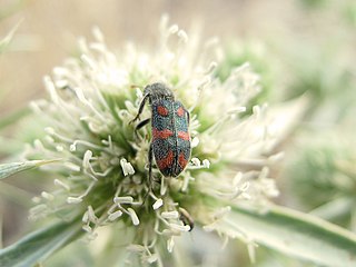 <i>Trichodes flavocinctus</i> Species of beetle