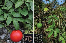 T. napoensis and T. pedata: habit and seeds Trichosanthes napoiensis and Trichosanthes pedata habit and seeds.jpg