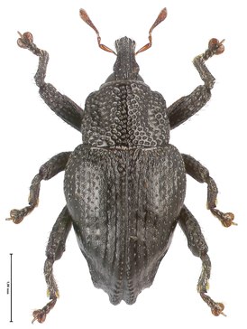 Trigonopterus binodulus