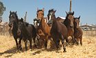 Threshing with horses, Pencahue