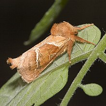 Triodia sylvina (Hepialidae)