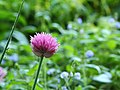 Allium sphaerocephalon. Trommelstokje.