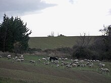 Un troupeau de moutons près de Vachères.