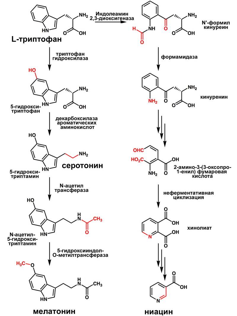 Триптофан в организме. Биосинтез серотонина из триптофана. Синтез серотонина биохимия схема. Синтез мелатонина из триптофана. Синтез серотонина из триптофана биохимия.