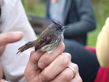 Tập_tin:Tufted_tit-tyrant_in_photographer's_grip.jpg