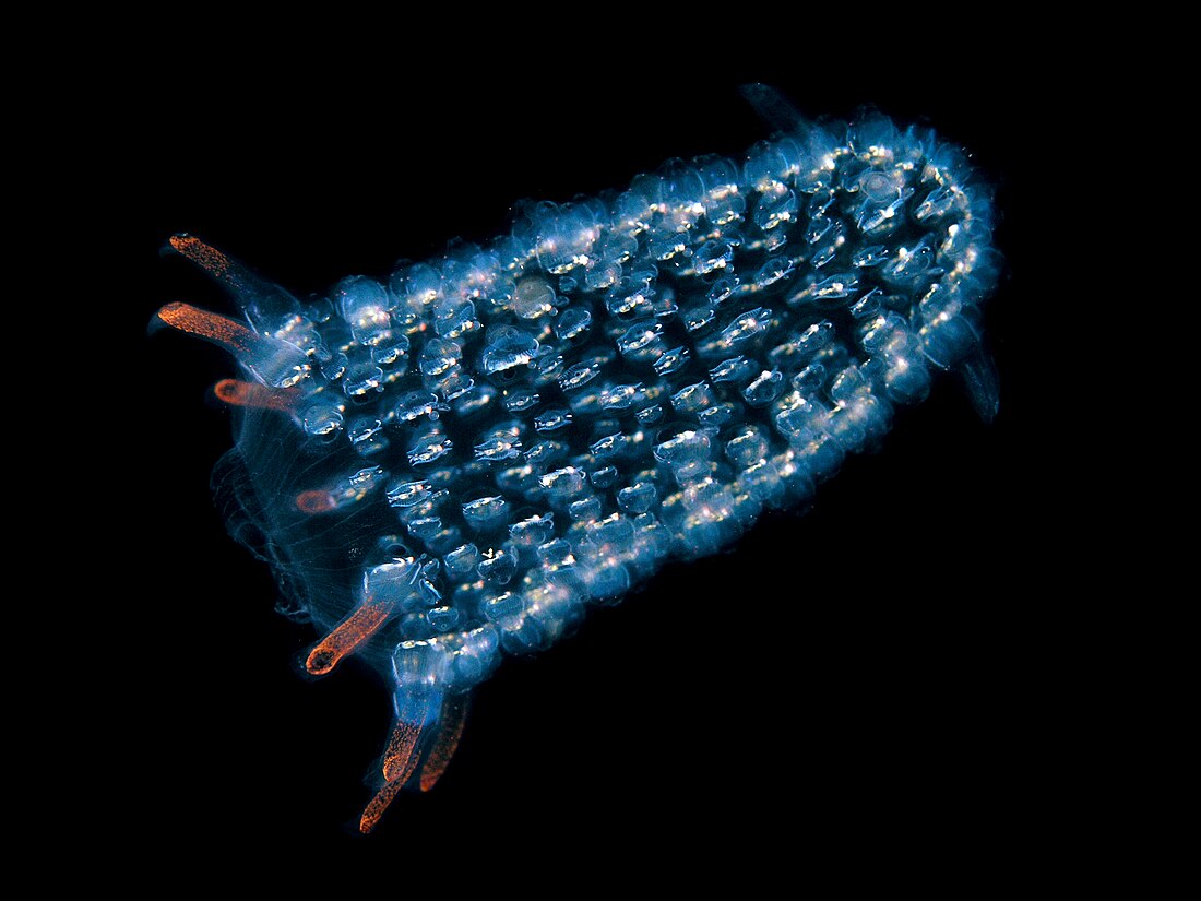 File:Tunicate off Atauro island.jpg