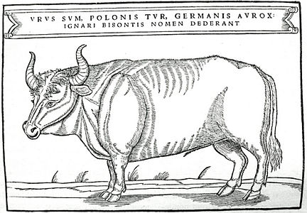 Il·lustració de Sigismund von Herberstein amb el títol: Urus sum, polonis Tur, germanis Aurox. Ignari Bisontis nomen dederant (Sóc Ur, Tur en polonès, Aurox en alemany; els ignorants em van posar el nom de Bisó)