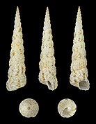 Turritella maculata (Maculated Screw Snail), shell