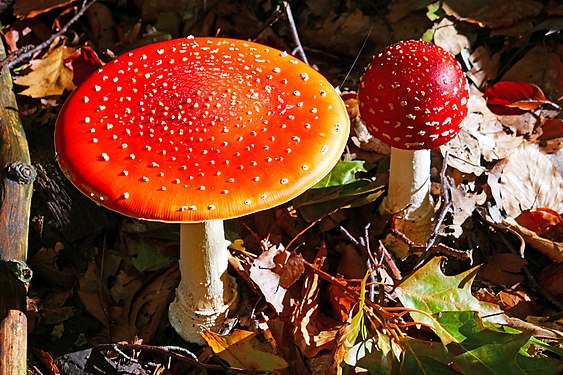 Two Toadstools at hill 'Weißer Stein' near Heidelberg