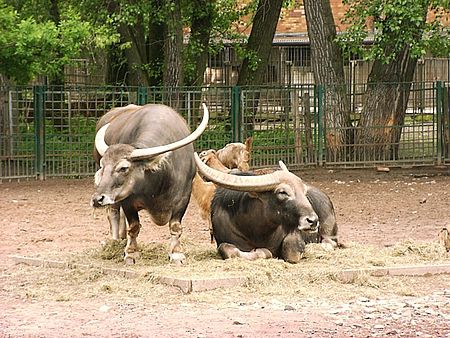 Tập_tin:Two_asiatic_water_buffalos_in_zoo_tierpark_friedrichsfelde_berlin_germany.jpg