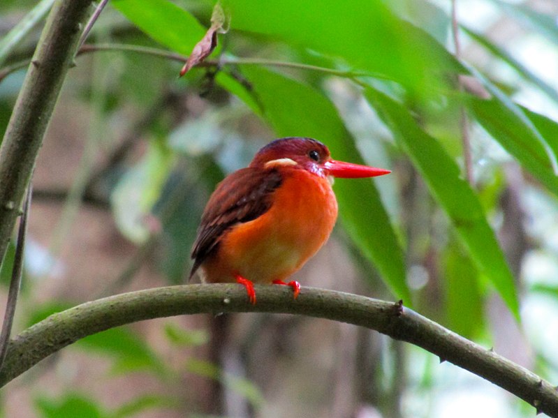 File:Udang Merah Sulawesi.jpg