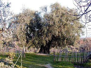 Olivträd i Canneto Sabino, Italien