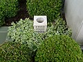 Thumbnail for File:Urn of Fred Perry's Ashes at Wimbledon - geograph.org.uk - 3551613.jpg