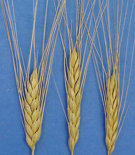 Emmer wheat, cultivated in biblical times