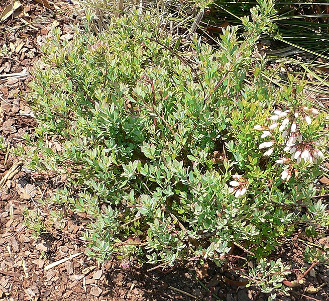 File:Vaccinium darrowii.jpg