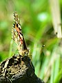 Vanessa cardui (commons, cat)