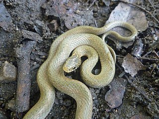 Japanese keelback Species of snake
