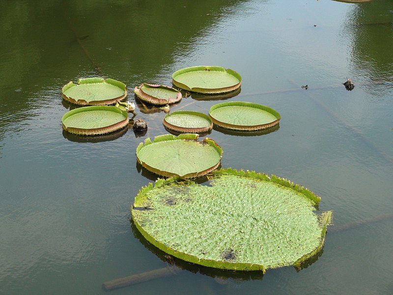 File:Victoria Amazonica Hells of Beppu Umi-jigoku.A.jpg