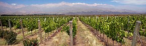 Vineyards in Mendoza are often in clear view of the Andes Vignoble Mendoza Argentine.jpg