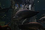 Миниатюра для Файл:Voronezh Oceanarium (3).JPG