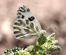 Pontia beckerii