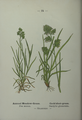 Poa annua plate 24 in: Wayside and woodland blossoms, 1895