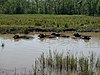 Water Buffalo - geograph.org.uk - 554569.jpg