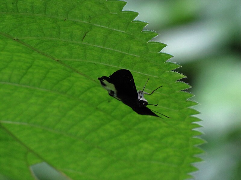 File:Water snow flat(Tagiades litigiosa).jpg