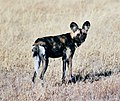 Un ejemplar de perro salvaje africano, especie en peligro de extinción, en la Reserva de Caza del Kalahari Central