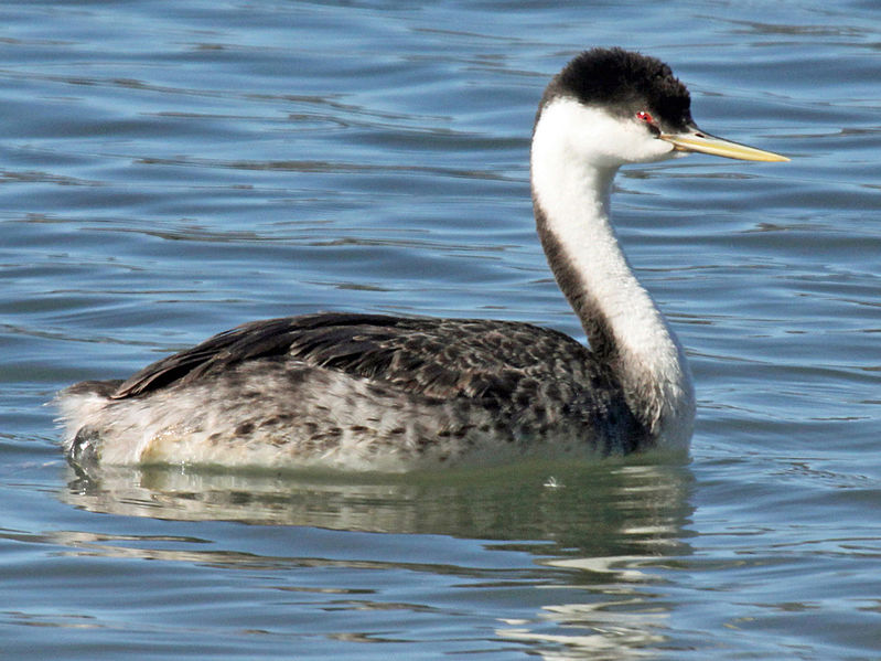 File:Western Grebe RWD.jpg