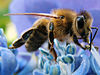 Western honey bee.jpg