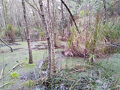 Wetland