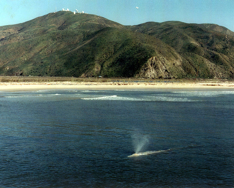 File:Whale with Laguna Peak, California, in background.jpg