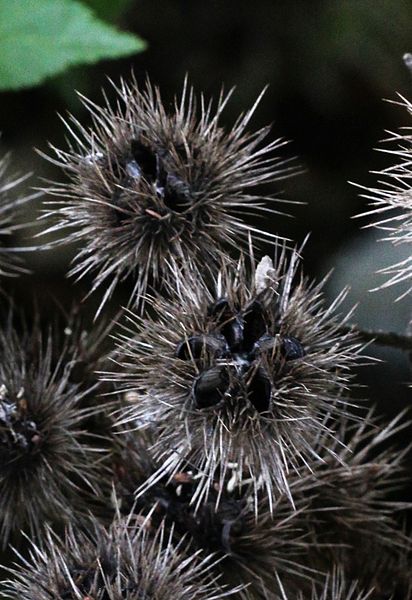 File:Whau (Entelea arborescens) seed pods.jpg