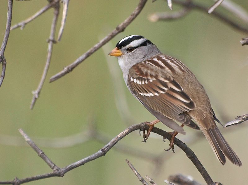 File:White-Crowned Sparrow.jpg