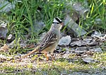 Thumbnail for File:White-crowned sparrow (63356).jpg