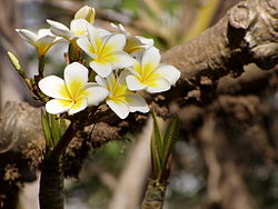 Plumeria rubra