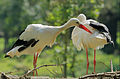 * Nomination White Storks (Ciconia ciconia) --Martin Falbisoner 16:43, 6 September 2014 (UTC) * Promotion Good quality. --Poco a poco 20:42, 6 September 2014 (UTC)