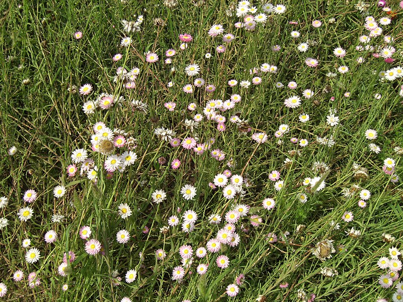 File:White flowers in afternoon sun - Flickr - Swami Stream.jpg